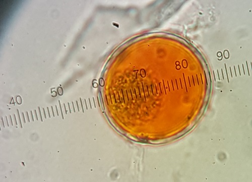 В Хакасии обнаружили водоросль, которая производит пигмент для косметики