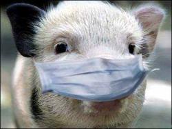 На Сибирь наступает африканская чума свиней