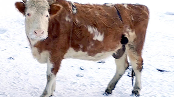 В Якутии школьников отпустили домой, а коровам шьют лифчики