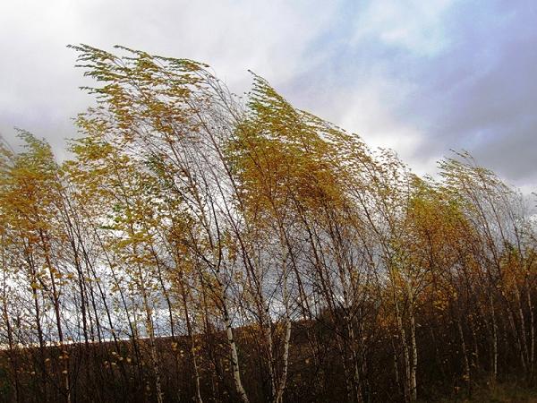 Население Хакасии предупредили об усилении ветра в выходные