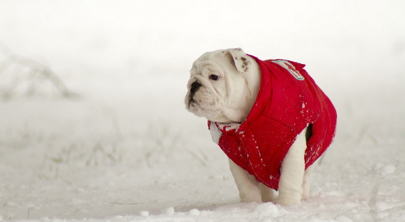 Погода в Хакасии 25 января: Собаку на улицу выгонять ещё можно
