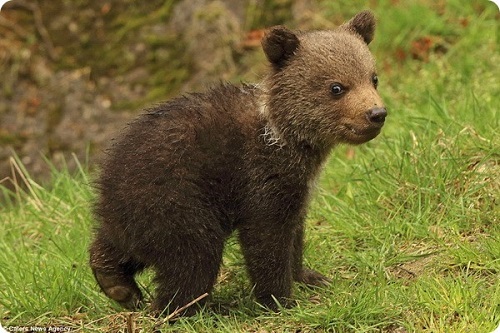 Любой житель Хакасии может купить красноярскую медведицу за рубль