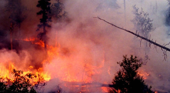 Госдума сделает тушение лесных пожаров обязательным?