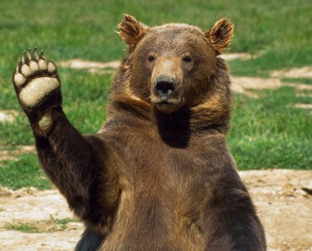 Медвежата устроили гонки за туристами в Йеллоустонском парке