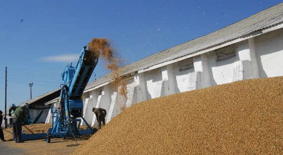 В Хакасии несколько фермерских хозяйств завершили уборку зерновых