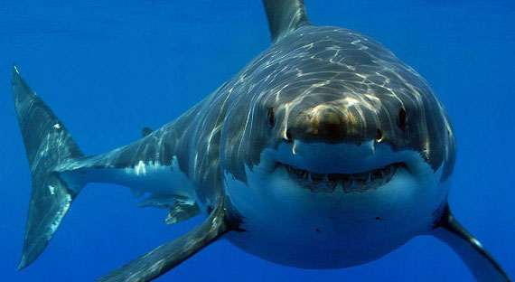 Ученые доказали наличие индивидуальности у акул