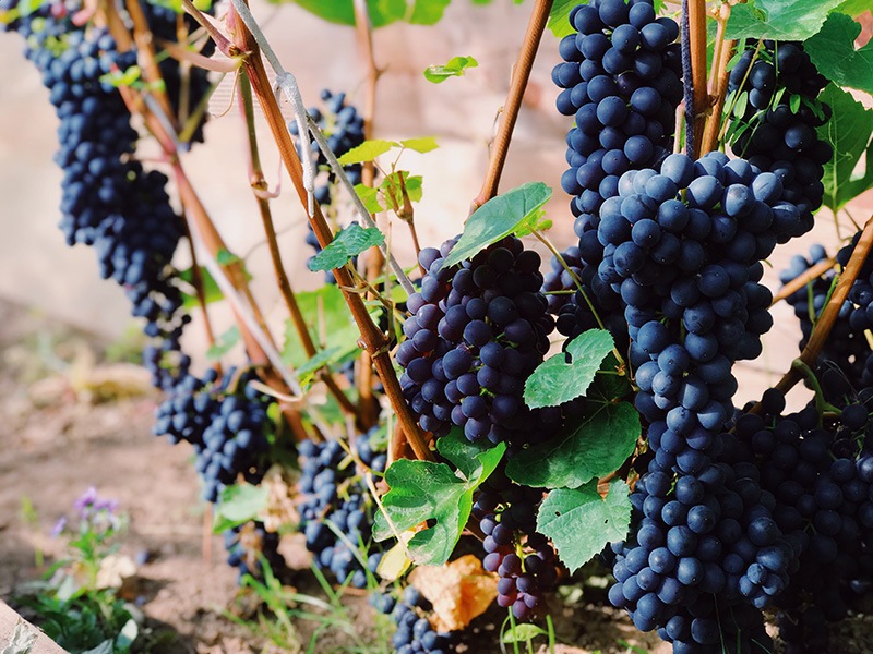 Жители Хакасии смогут вырастить виноград