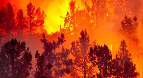 В Красноярском крае за сутки потушили 33 тысячи горящего леса
