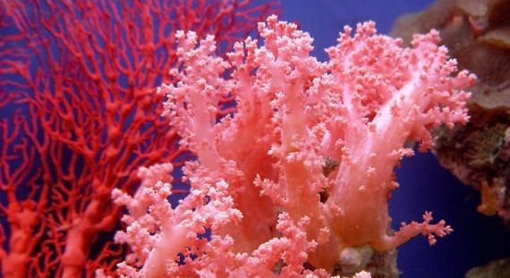 Современные кораллы оказались не лыком шиты