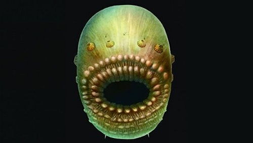 Найден древнейший предок человека. Это морской червячок…