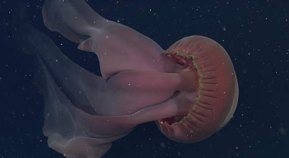 Биологи нашли гигантскую ядовитую медузу