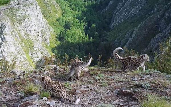 В семействе снежных барсов Западных Саян прибавление (ВИДЕО)