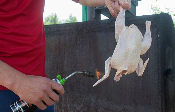 Житель Хакасии хотел опалить птицу и чуть не спалил все вокруг