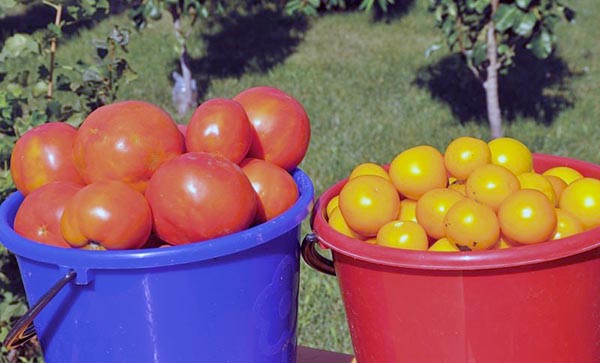 В Саяногорске задержали вора, собиравшего урожай с чужой дачи