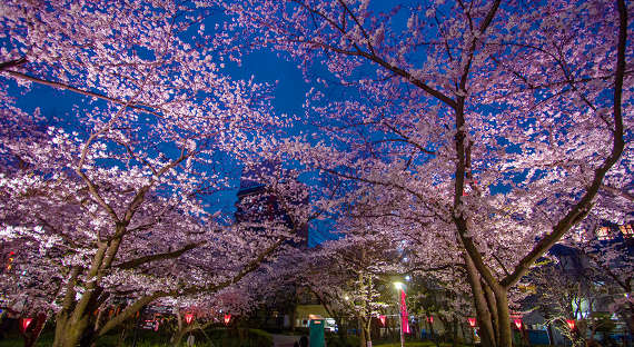В Японии открыт сезон цветения сакуры
