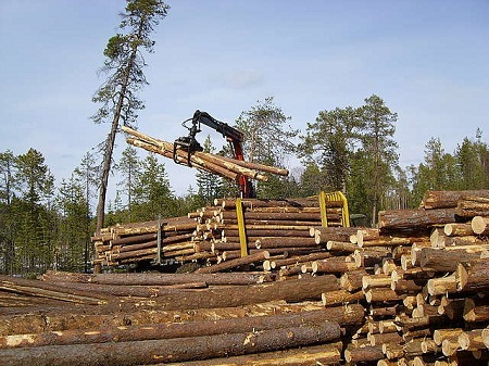 В Хакасии создаются пункты приема древесины