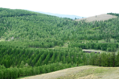 В Хакасии завершился сезон создания новых лесов