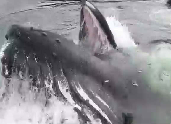 Огромный кит напугал рыбаков (ВИДЕО)