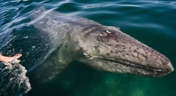 У Сахалина найден запутавшийся в сетях кит