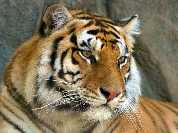 В Питере старая тигрица ранила сотрудника зоопарка