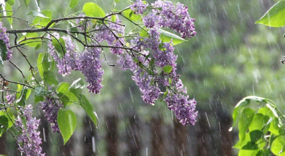 Погода в Хакасии 23 мая: В республике возобновляются дожди