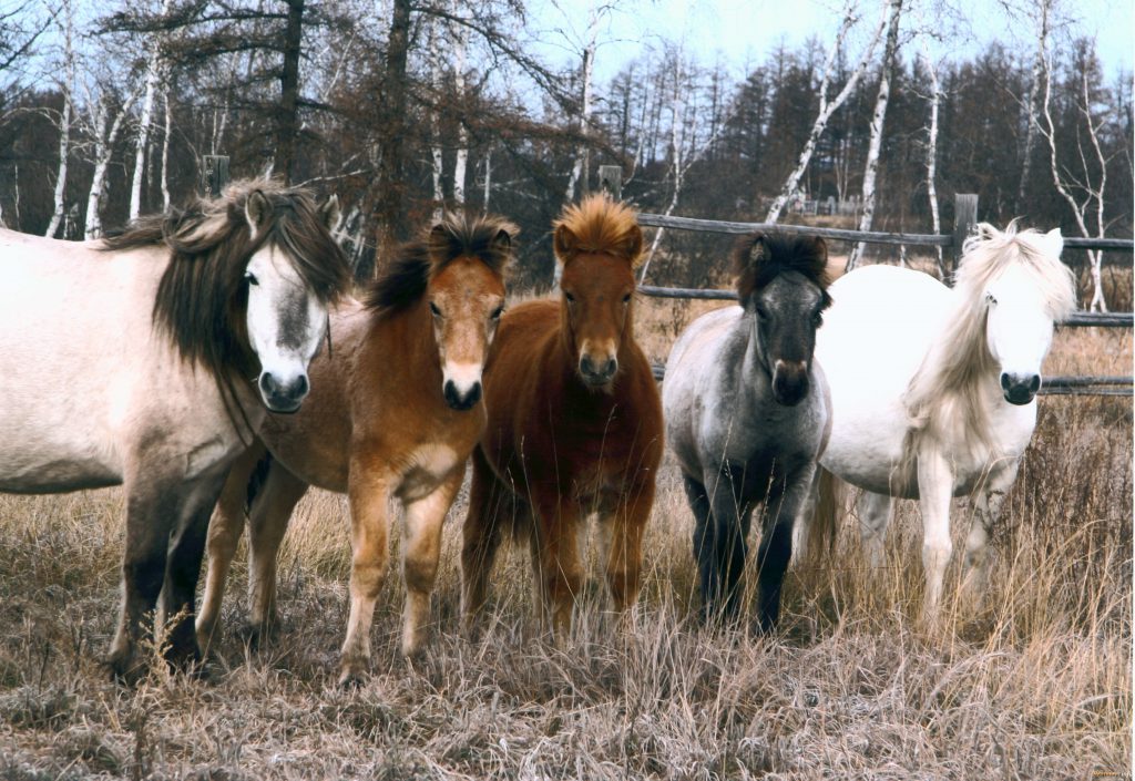 Ученые определили генетическую уникальность лошадей в Хакасии