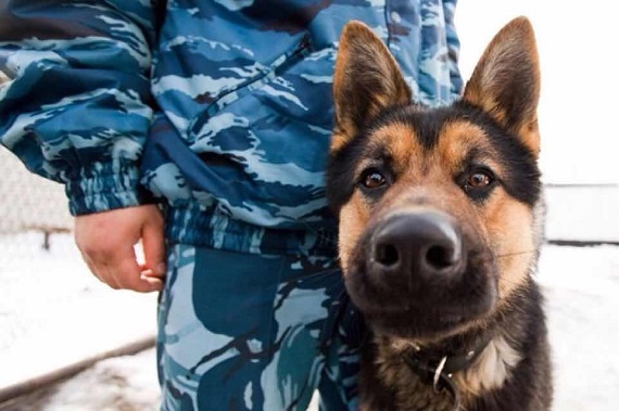 Служебная собака помогла раскрыть убийство в Черногорске