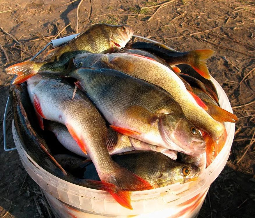 Улов на 350 тысяч может лишить рыбаков свободы