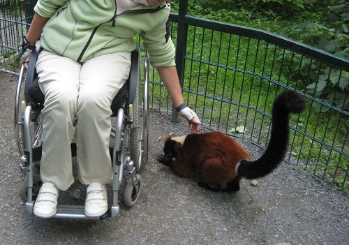 В Хакасии зоопарк станет доступен для колясочников