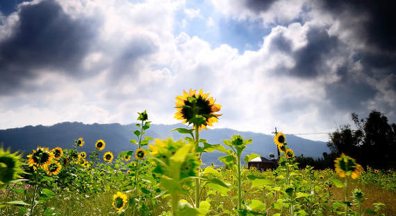 Погода в Хакасии 18 июня: Приходит солнце