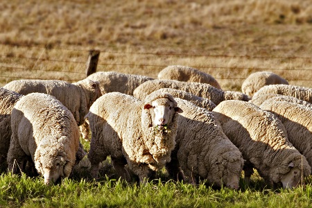 Власти Хакасии приняли важнейшие решения для поддержки овцеводства