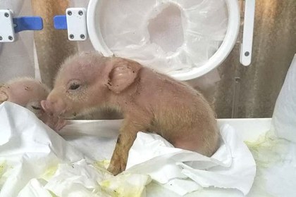 Свинообезьяны родились, но не выжили