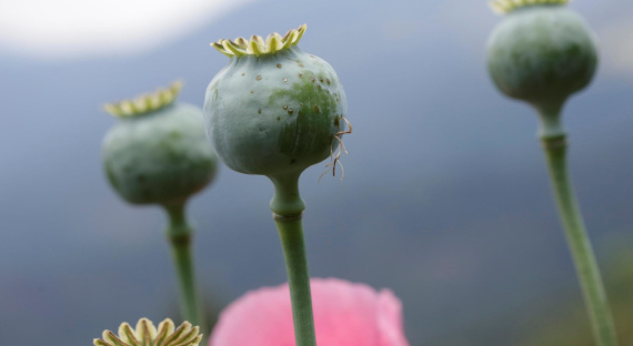 Минпромторг предложил растить наркосодержащие растения