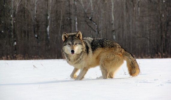 В Хакасии обнаружили волков и лис, зараженных вирусом бешенства