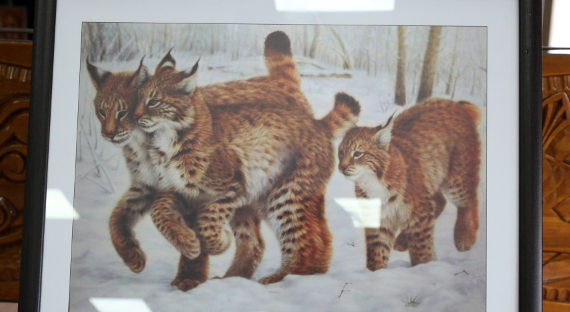 На САЗе и в ФОКе РУСАЛа открылись выставки художественных работ, посвященные диким кошкам Южной Сибири