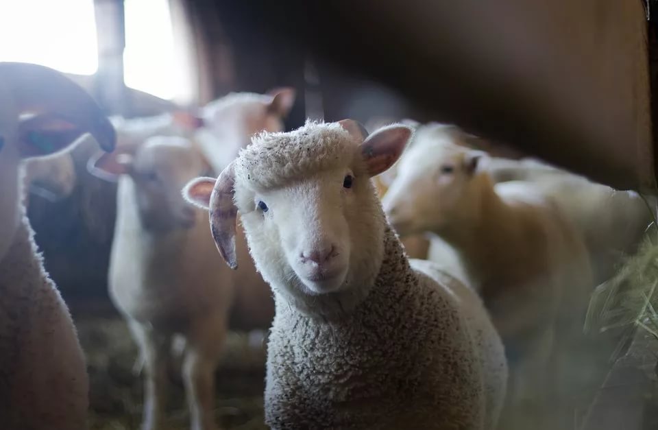 В Хакасии сельчане забивали и продавали овец своего работодателя