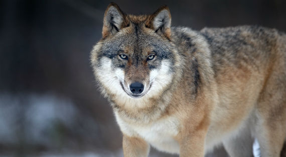 В Хакасии идет охота на волков