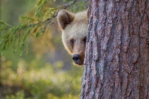 Разъяренный медведь атаковал вахтовиков в Эвенкии