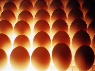 В Якутии куры начали нести  целебные яйца
