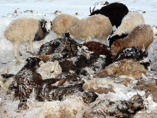 Массовый суицид овец в Турции