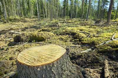 Правительственная комиссия считает, что незаконные рубки леса в Хакасии сократились