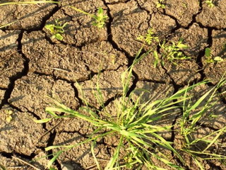 Регионам, пострадавшим от засухи, окажут помощь