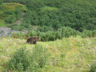 Жителя Хакасии оштрафовали за убийство бурого медведя