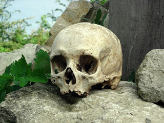 В Абакане нашли висящий на дереве человеческий череп