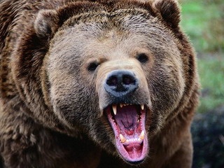 Голодный медведь ворвался на улицы столицы Тувы