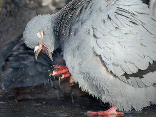 В Туве обнаружено 85 пернатых, погибших от птичьего гриппа