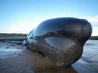 20-тонный кит выбросился на берег Англии (фото)