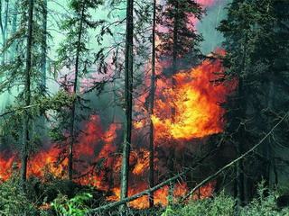 Лесными пожарами охвачены пять районов Хакасии