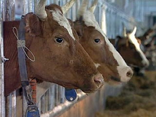 Молочное животноводство Хакасии получит дополнительное финансирование