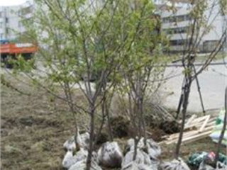 В парках Абакана высадят новые деревья